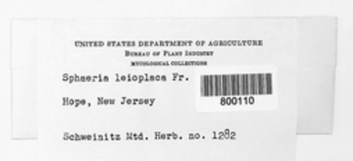 Eutypa leioplaca image